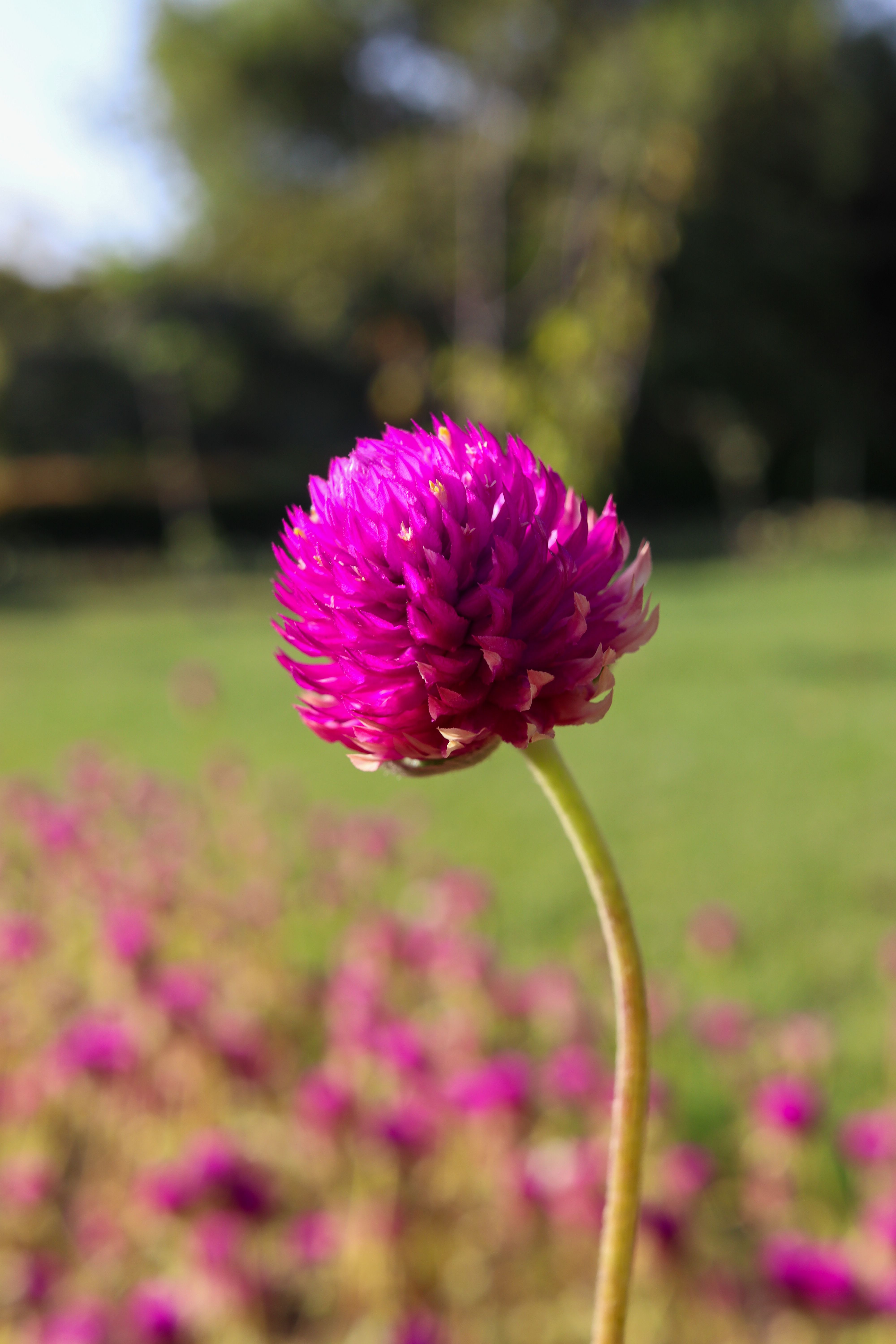 Amaranth flowers