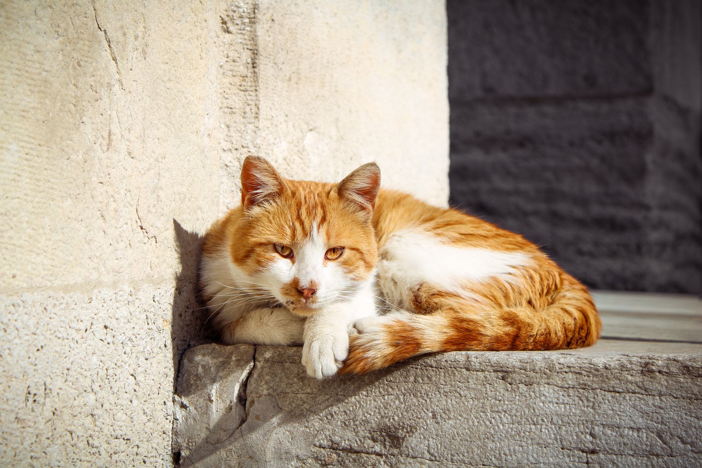 Ginger Cat Relaxing in Sunlight Outdoors · Free Stock Photo