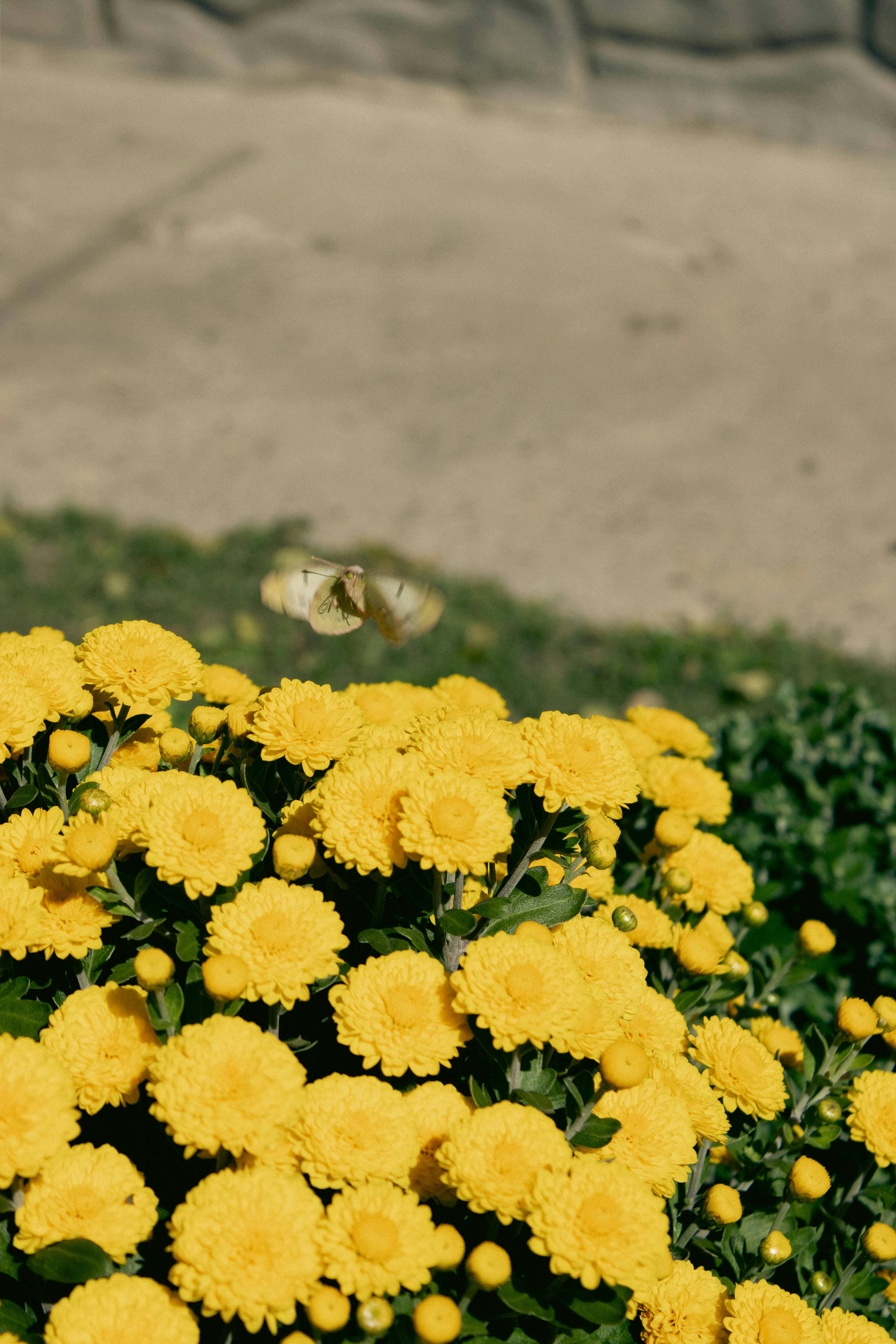 De franc Foto d'estoc gratuïta de a l'aire lliure, ales de papallona, arranjament floral Foto d'estoc