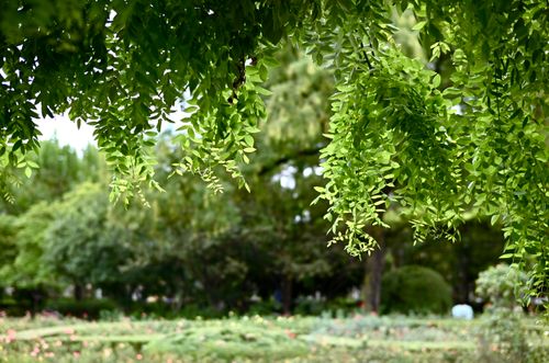 Free Vibrant green leaves hanging in a serene park in Shanghai, China. Stock Photo