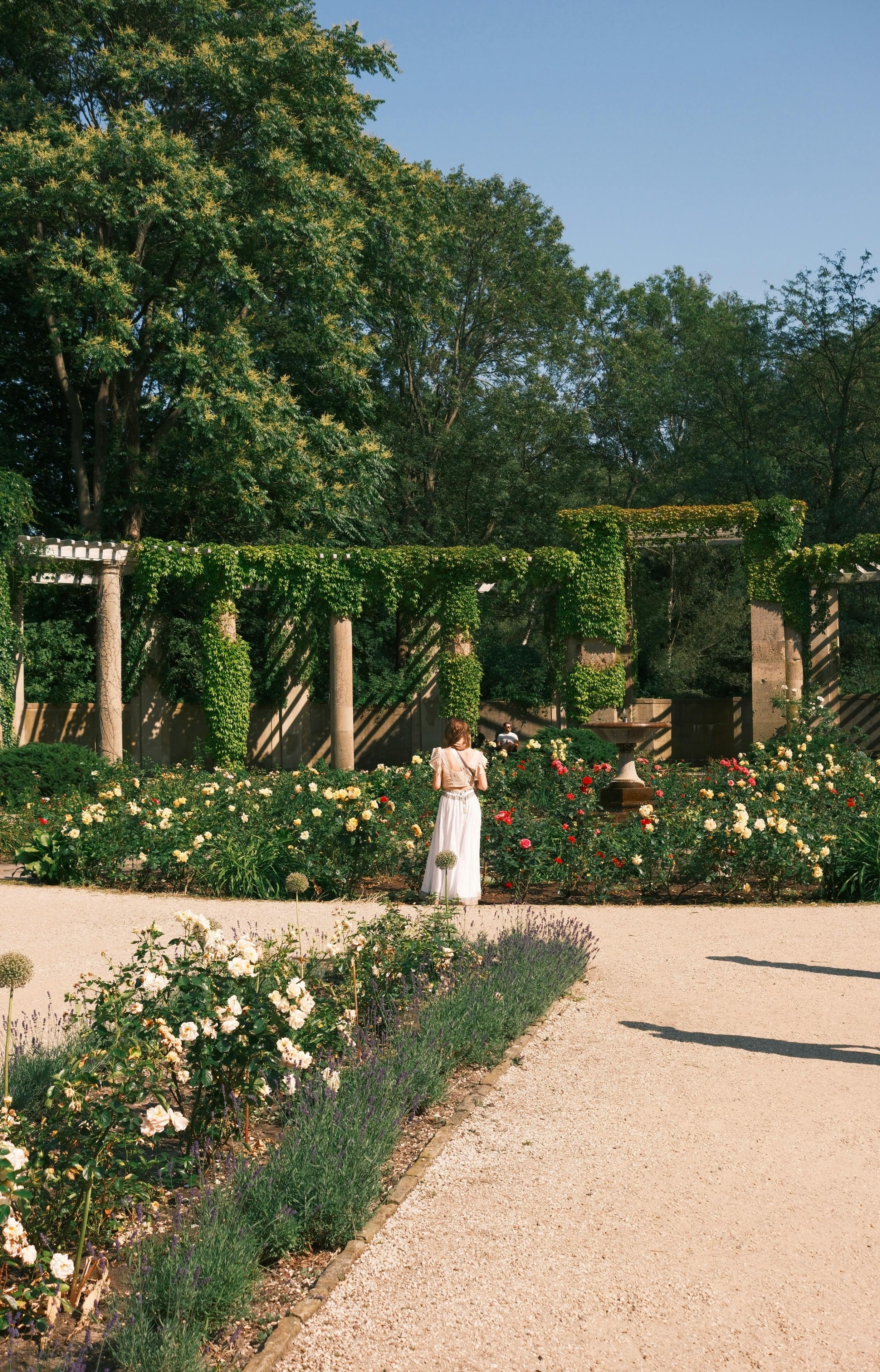 Kamal+Flower+Pics Photos, Download The BEST Free