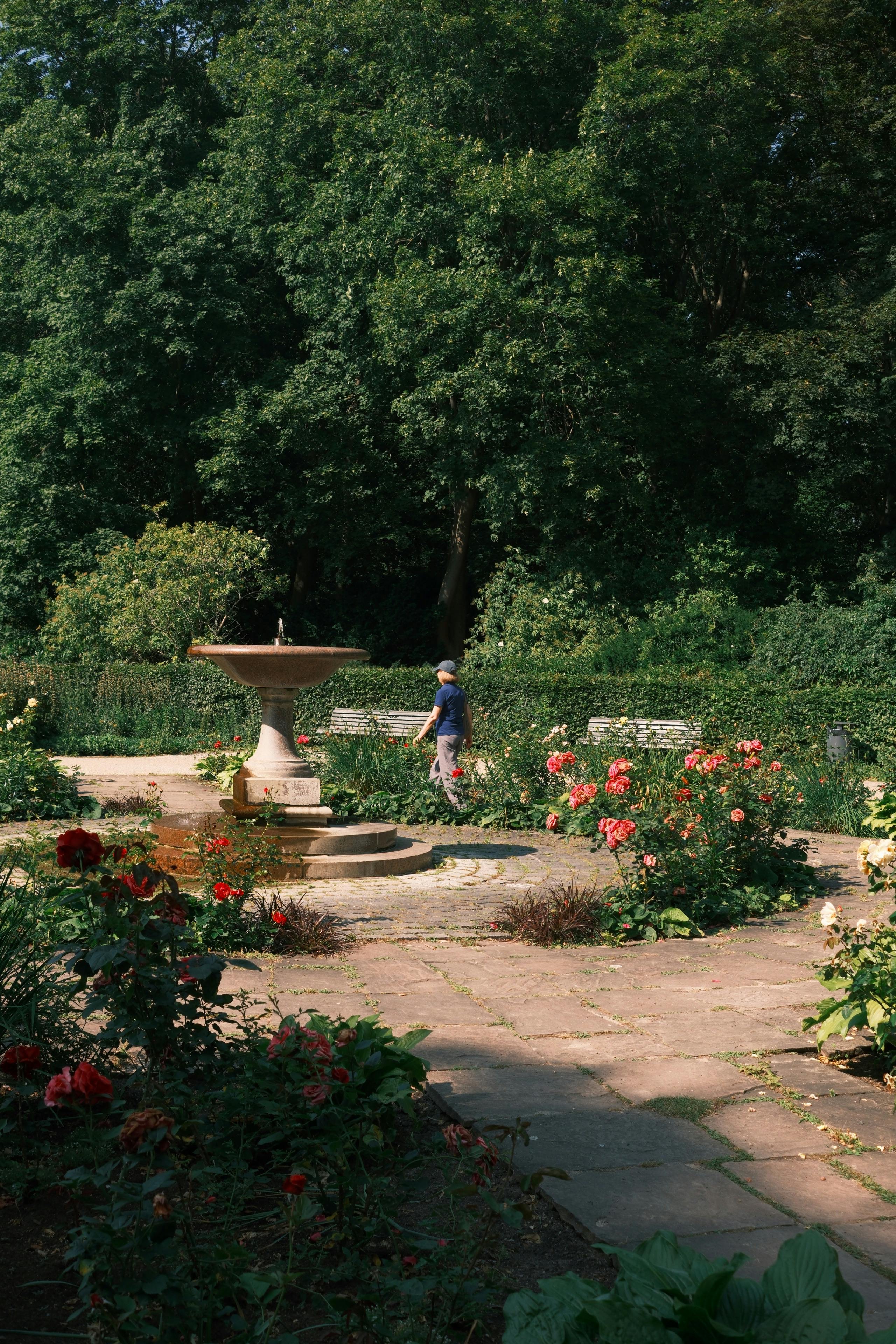 Kamal+Flower+Pics Photos, Download The BEST Free