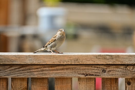 Captivating shot of a house sparrow on a wooden fence, showcasing its delicate feathers in a natural setting.