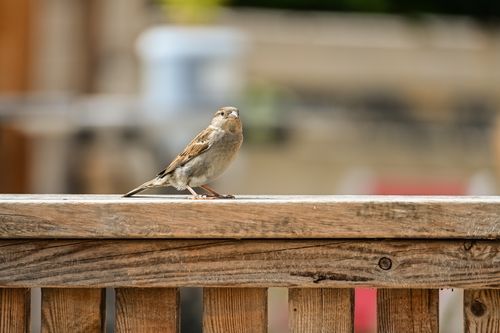 Free Captivating shot of a house sparrow on a wooden fence, showcasing its delicate feathers in a natural setting. Stock Photo