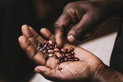 Brown Beans on Palm