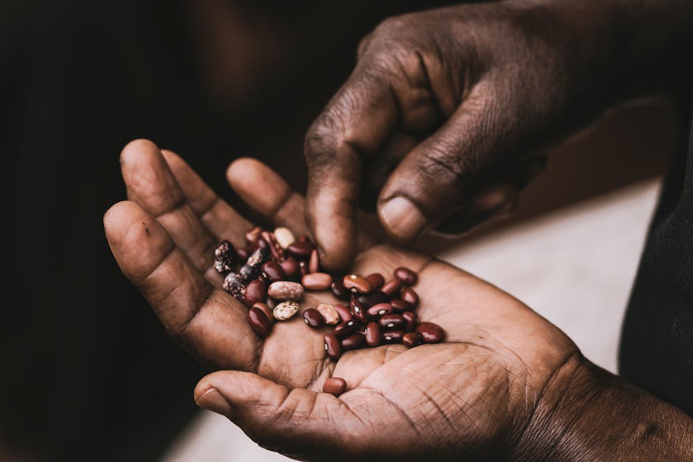 dried beans in man's hand