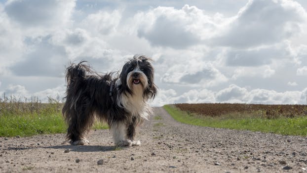 dutch countryside dog