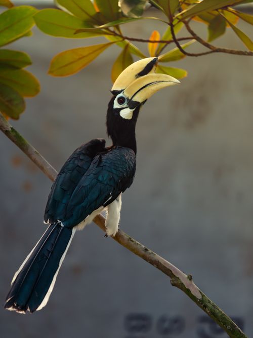Free A majestic Oriental Pied Hornbill perched gracefully on a tree branch, showcasing its vibrant plumage and distinct horn. Stock Photo