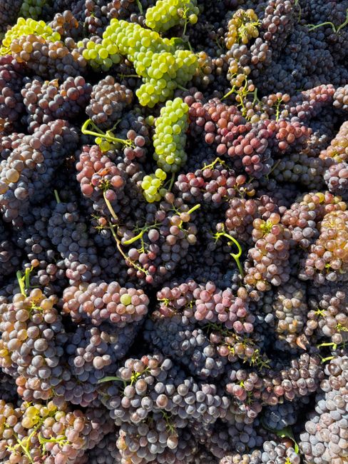A colorful assortment of grapes ready for the winemaking process, showcasing natural hues.