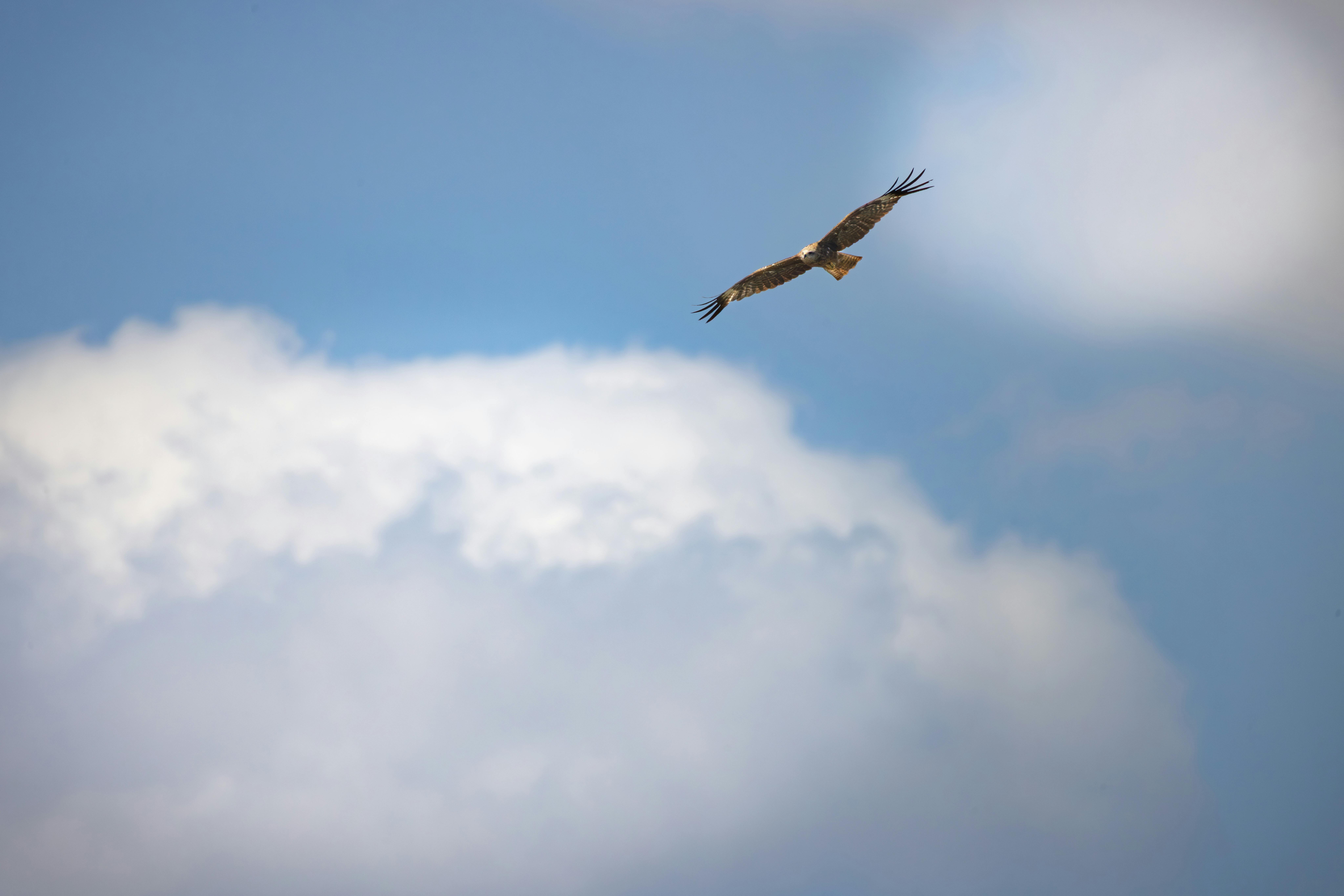 國際：川普強調不會允許以色列吞併約旦河西岸