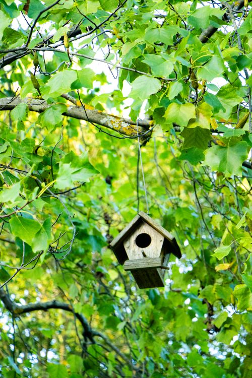 Free A wooden birdhouse hanging in a leafy green tree, depicting tranquility in nature. Stock Photo