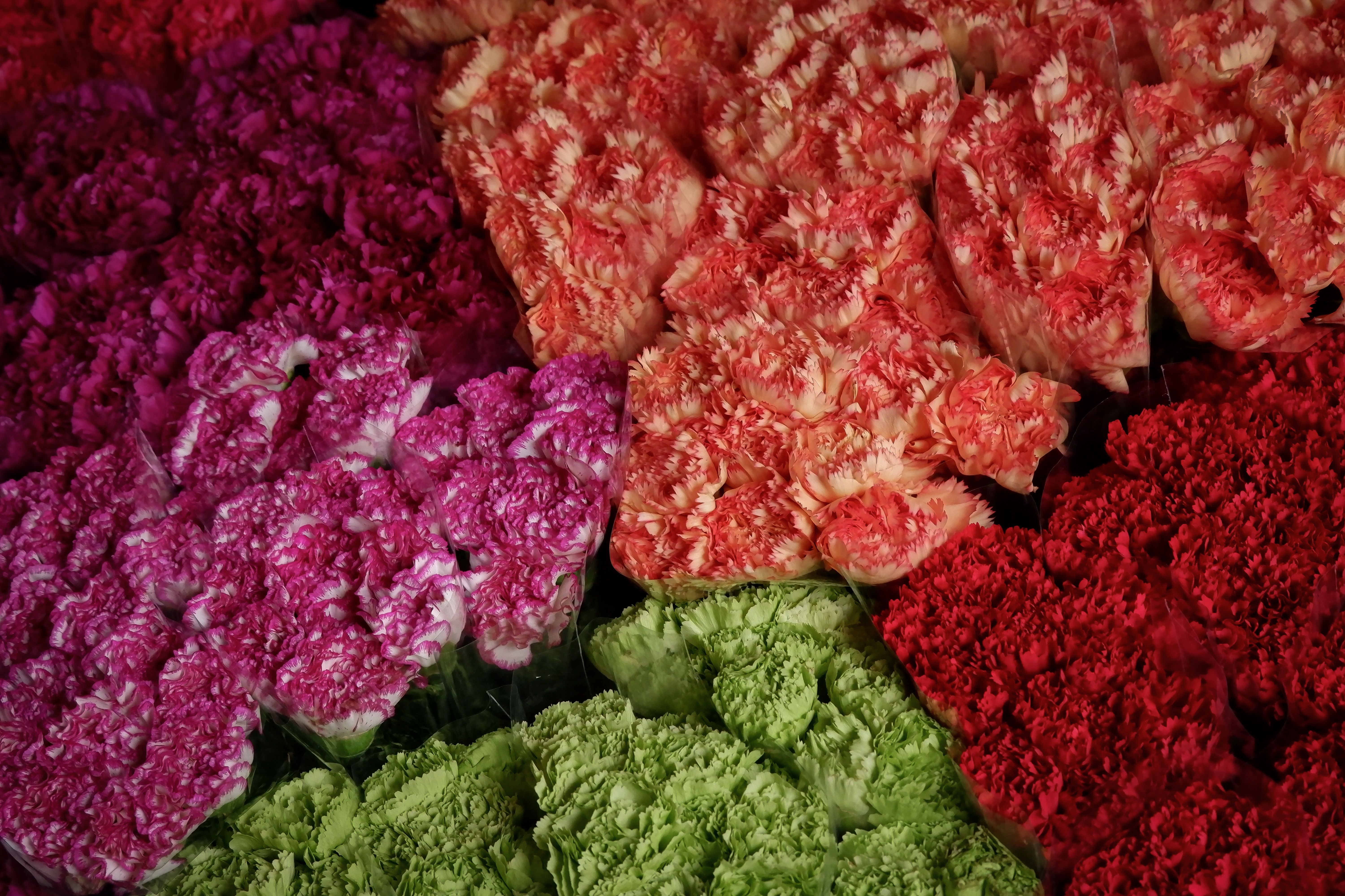 Colorful Display of Fresh Carnations in Manila · Free Stock Photo