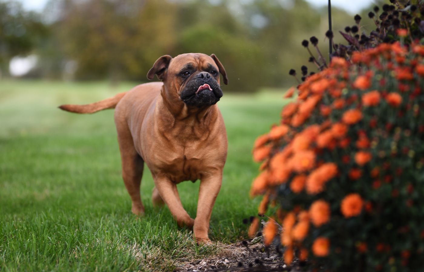 Bullmastiff walking through a garden with orange flowers in focus.