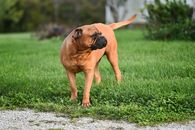 一只迷人的斗牛犬站在户外绿草如茵的草地上，享受着阳光明媚的一天