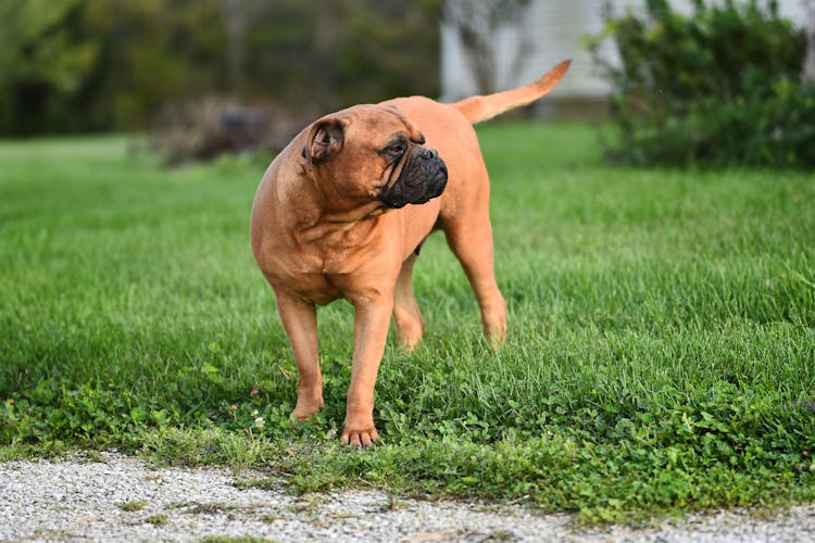 Dog On Green Grass Field