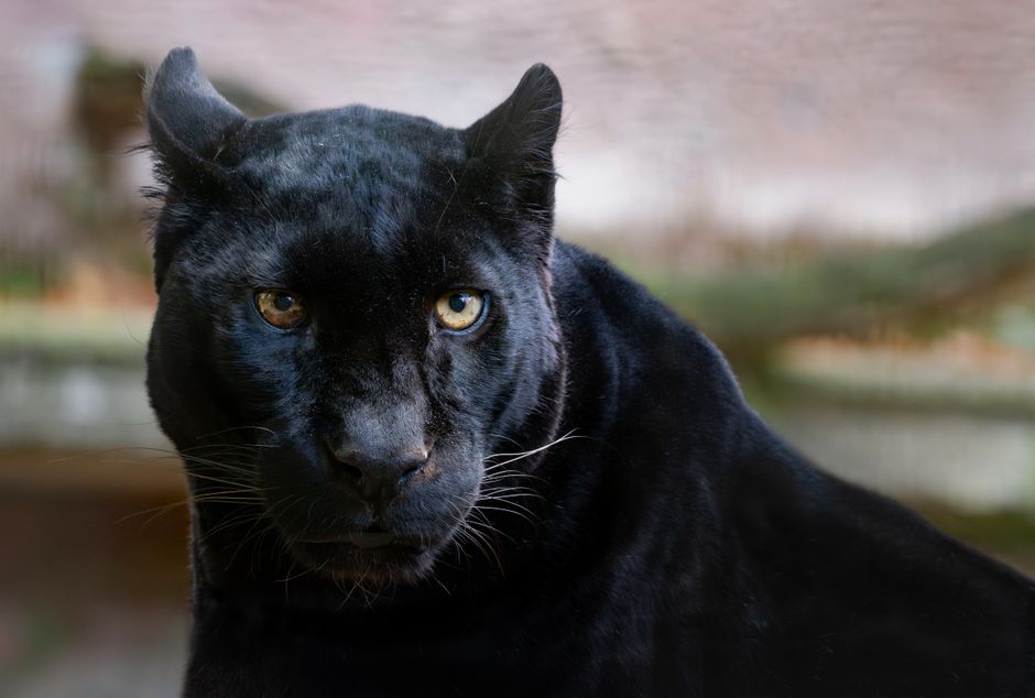 Majestic black panther with striking eyes captured in its natural habitat.