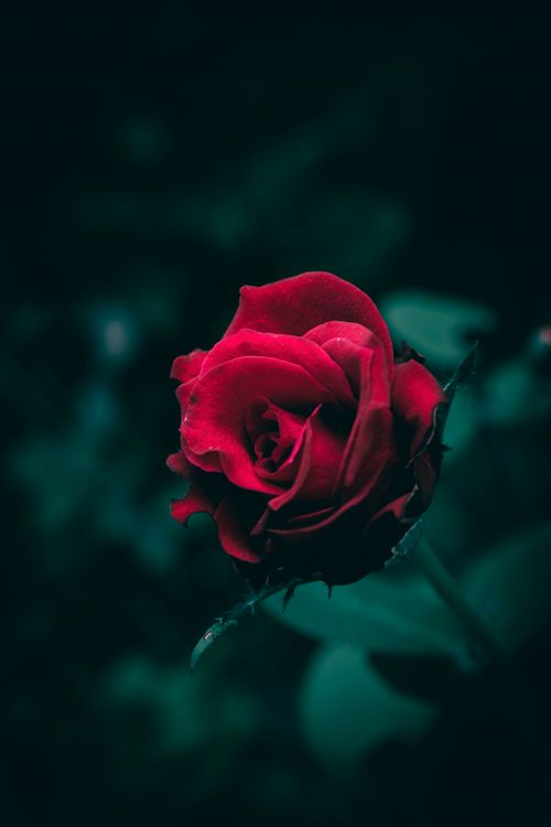 Free A striking red rose in full bloom against a dark green leafy background, showcasing nature's beauty. Stock Photo