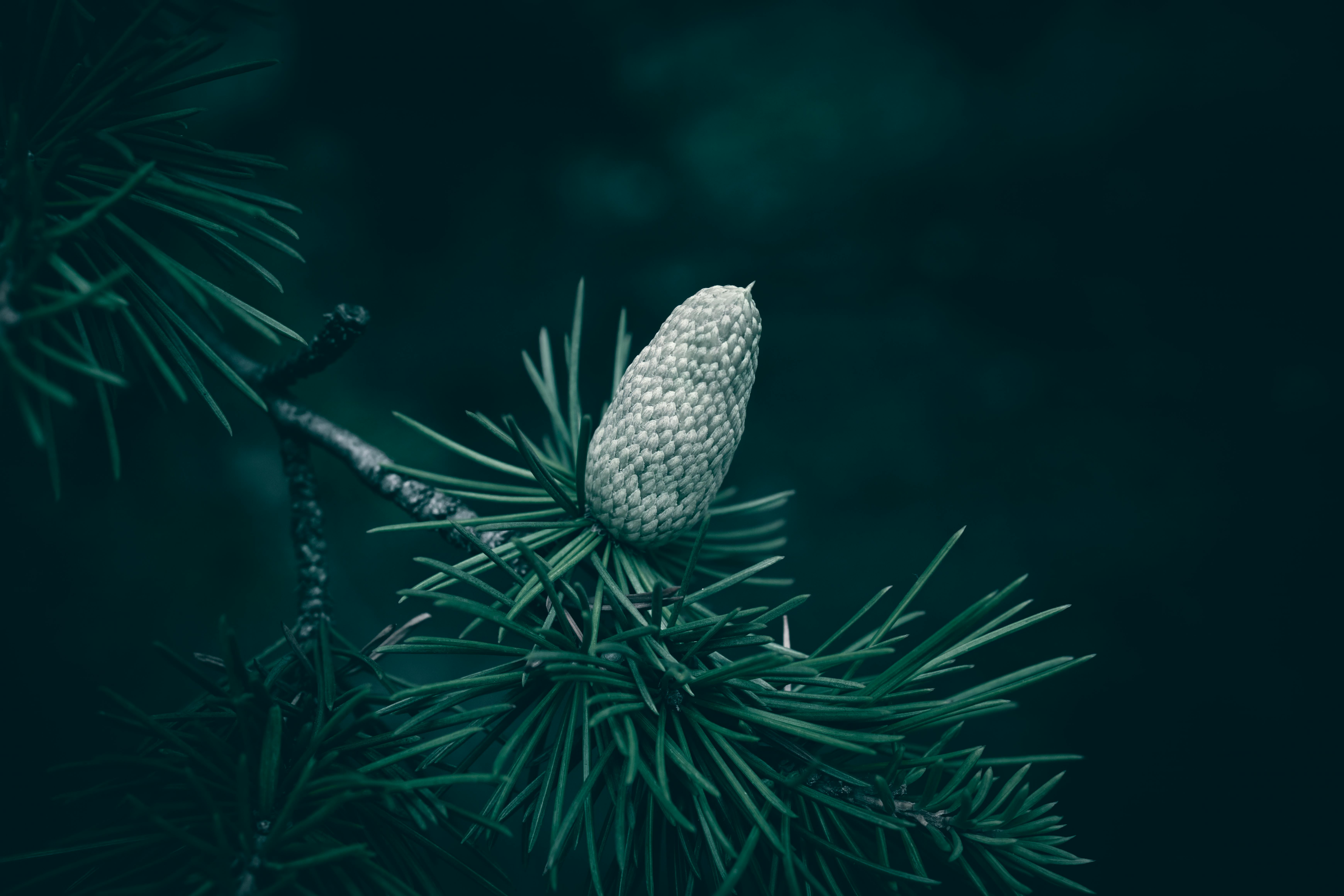 Gratis Fotografía macro detallada de un cono de conífera verde fresco en ramas de hoja perenne, que muestra la belleza de la naturaleza. Foto de stock