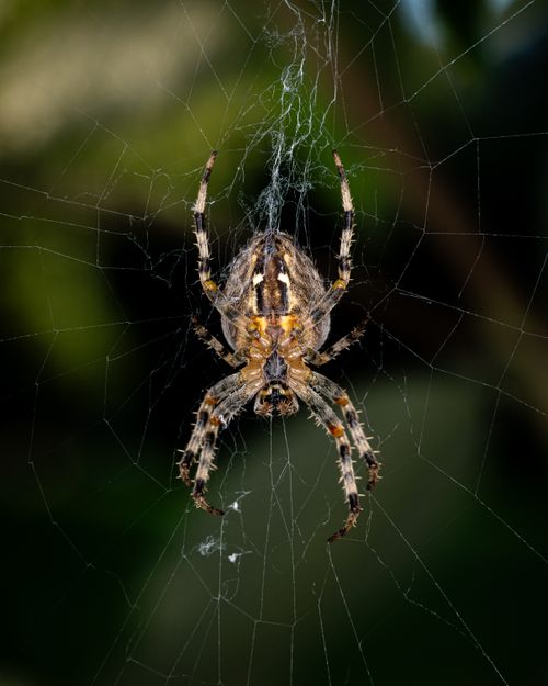 Free Detailed macro of an European garden spider (Araneus diadematus) on its web, showcasing its intricate pattern. Stock Photo