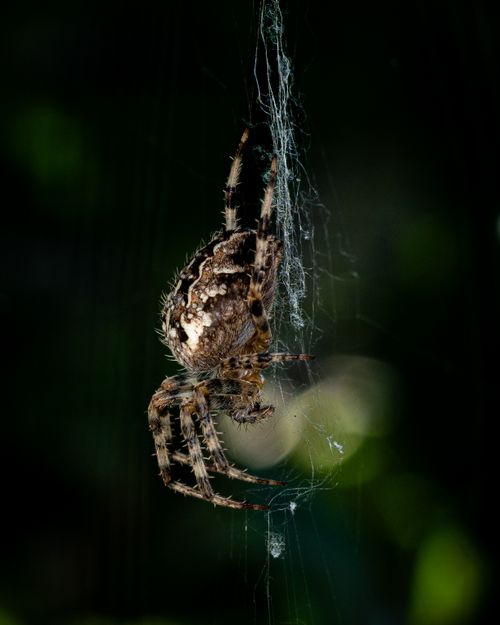 Free Macro photograph of a spider weaving its intricate web against a dark background. Stock Photo