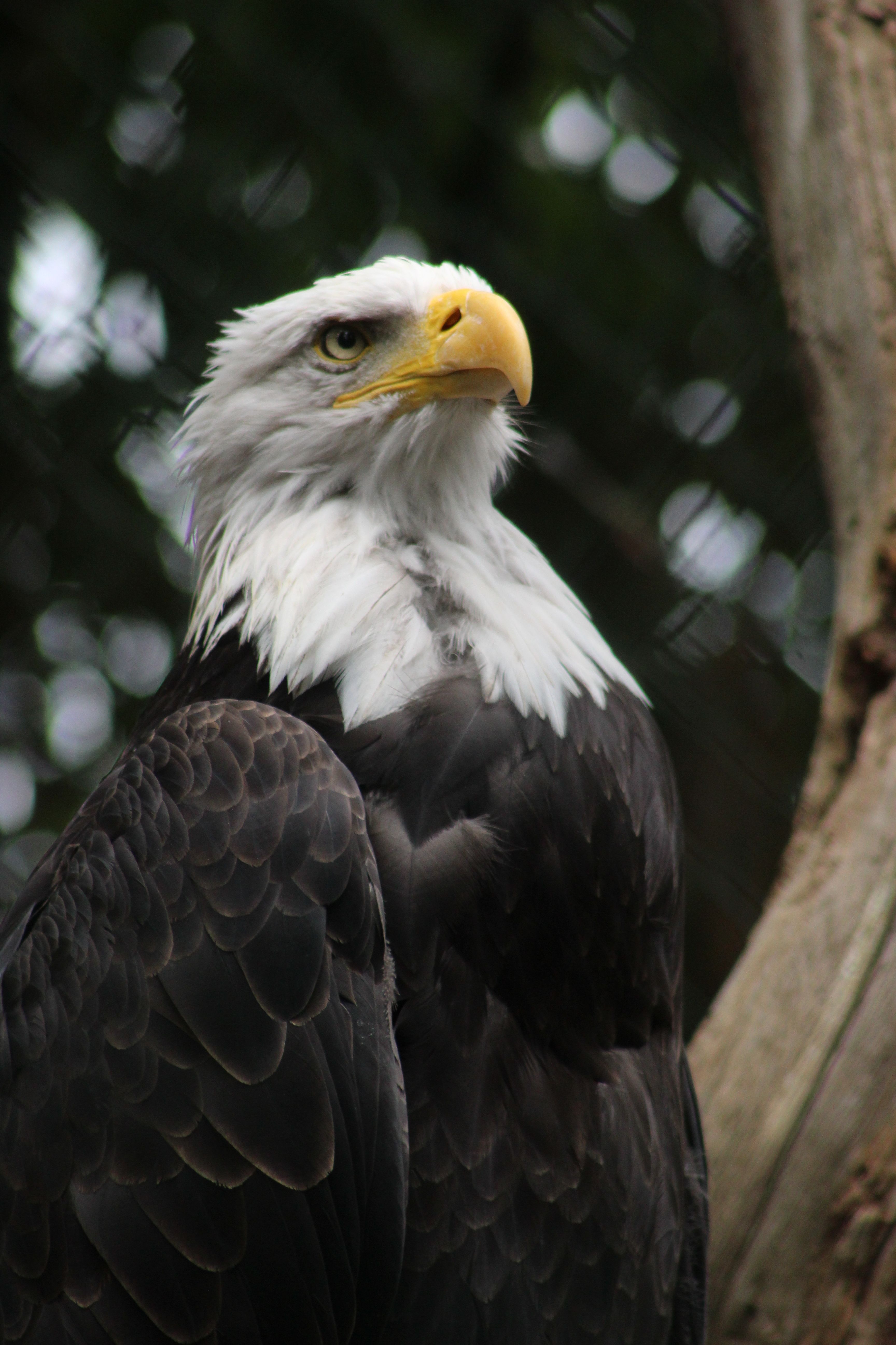 Majestic Bald Eagle in Natural Habitat · Free Stock Photo