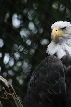 Close-up of a regal bald eagle perched outdoors, showcasing its fierce gaze and powerful presence.
