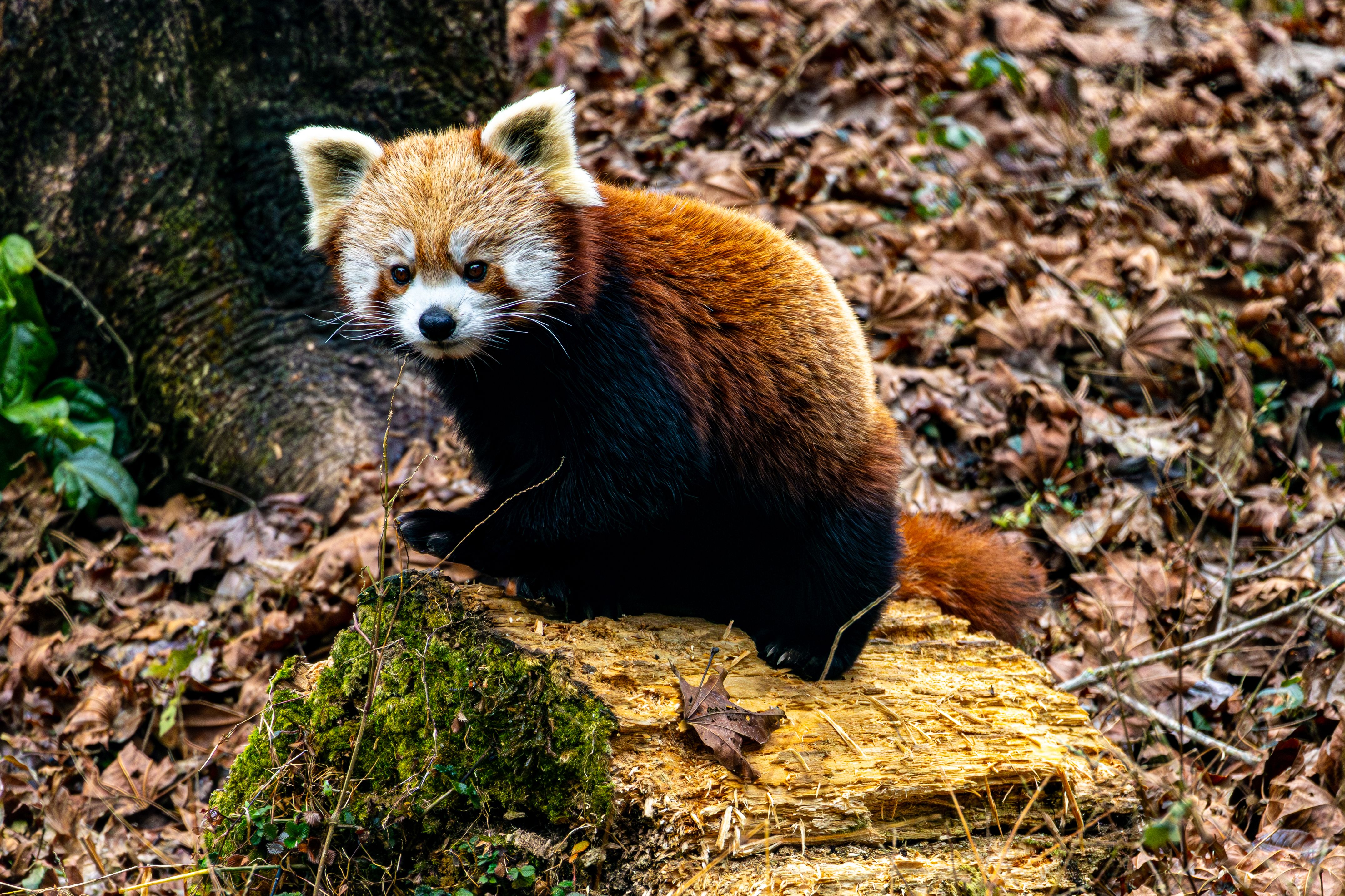 Red Panda on Forest Floor with Autumn Leaves · Free Stock Photo