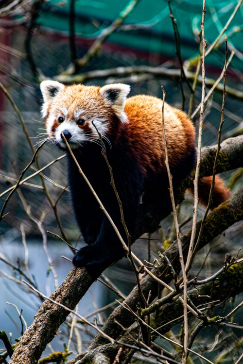 Free Vibrant red panda perched on a tree branch, surrounded by natural foliage. Stock Photo