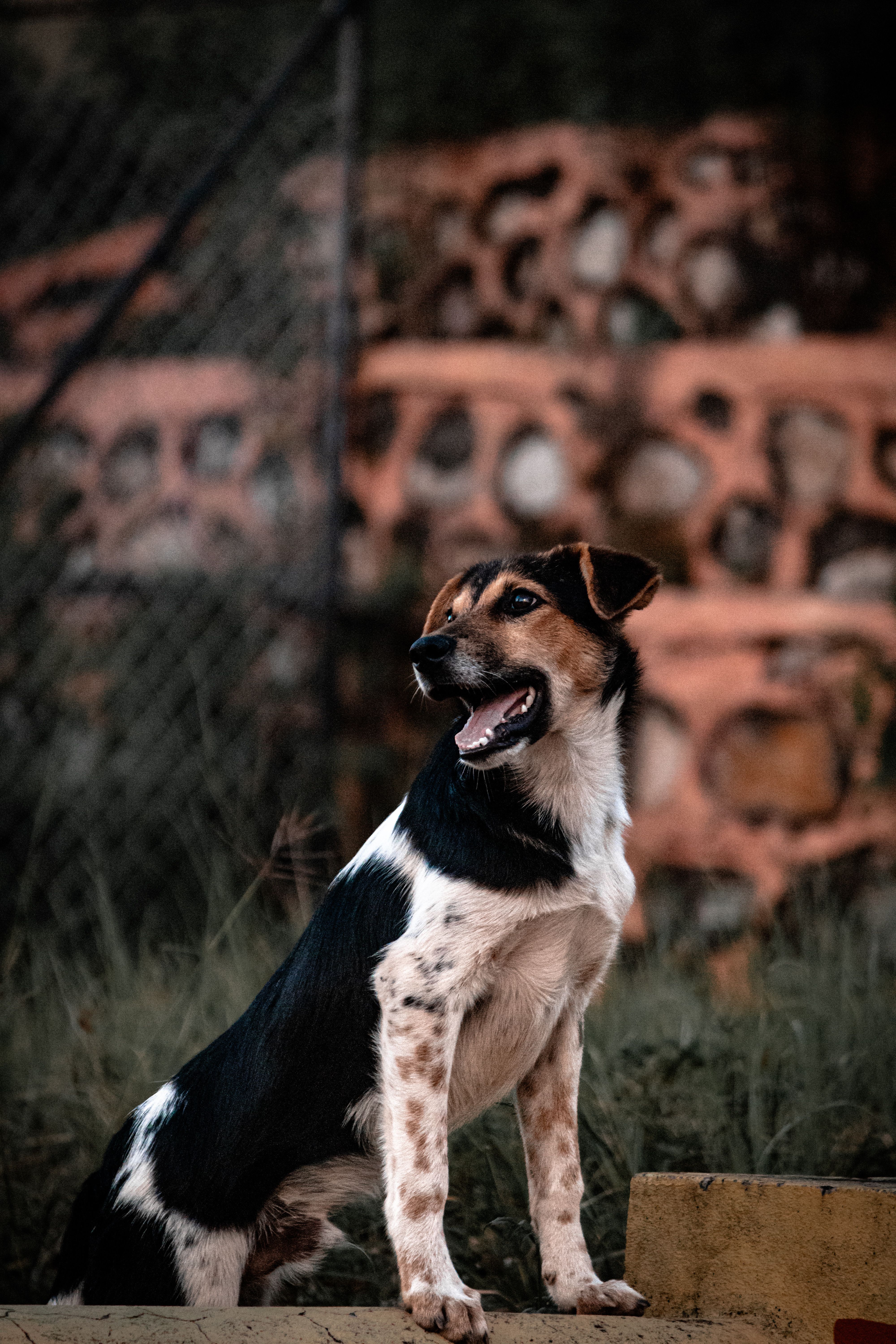 Dog
