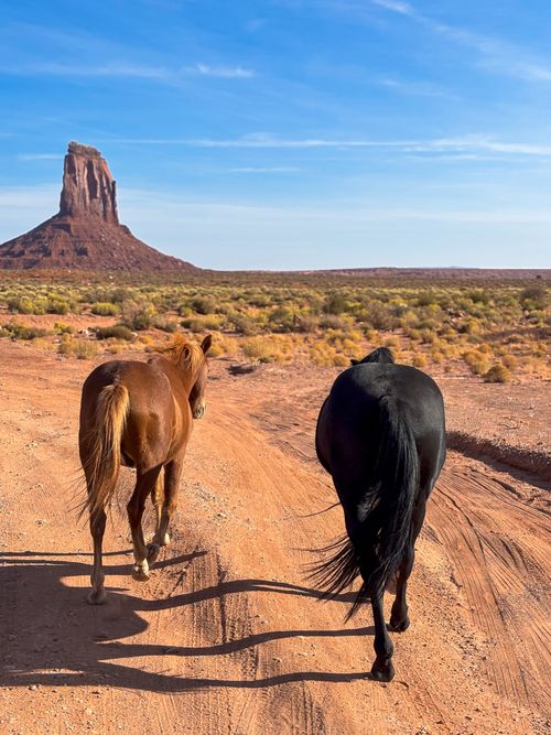 Free Two horses walk along a desert path with a rock formation in Monument Valley under a clear sky. Stock Photo