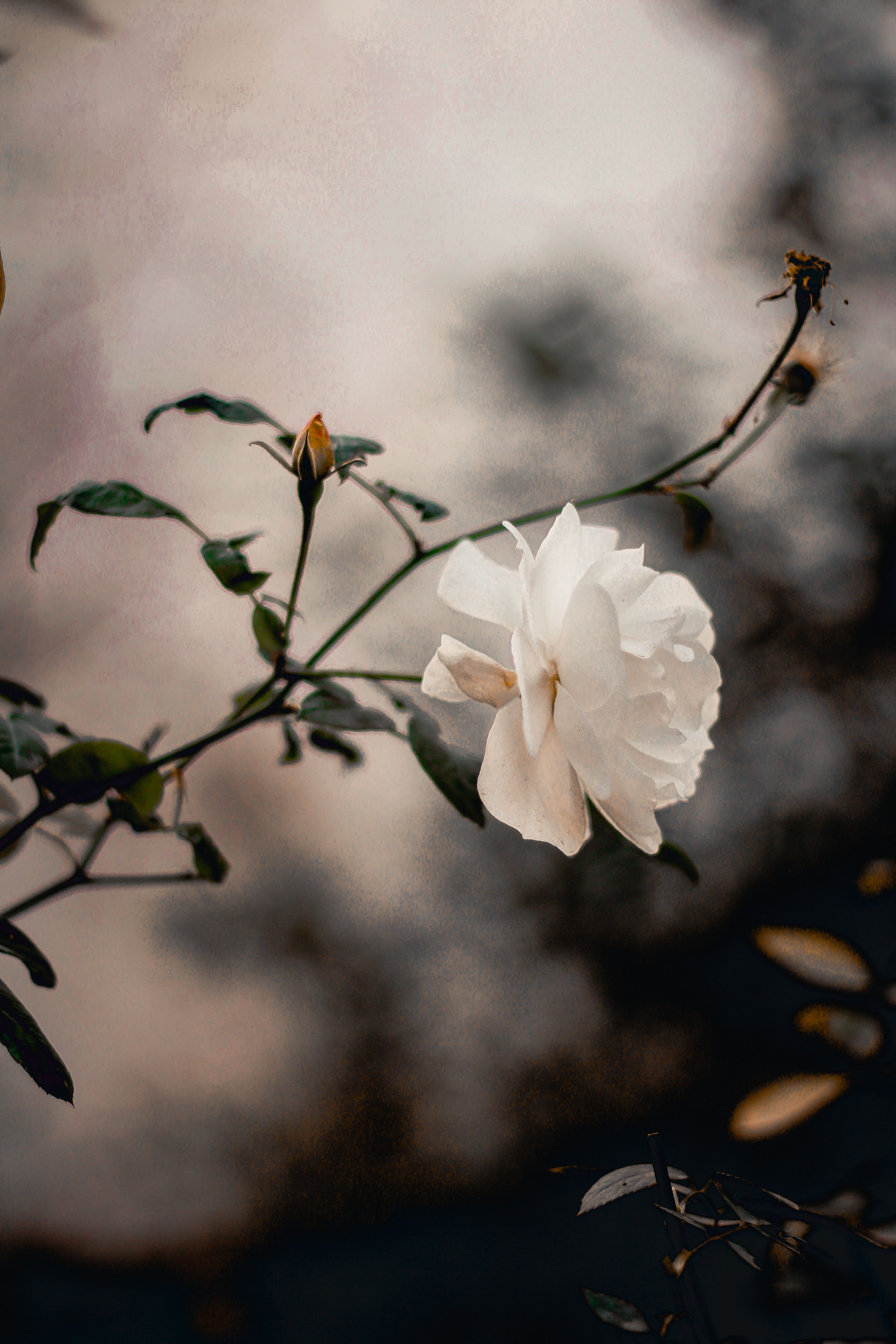 Online dating: starting a conversation on a niche platform