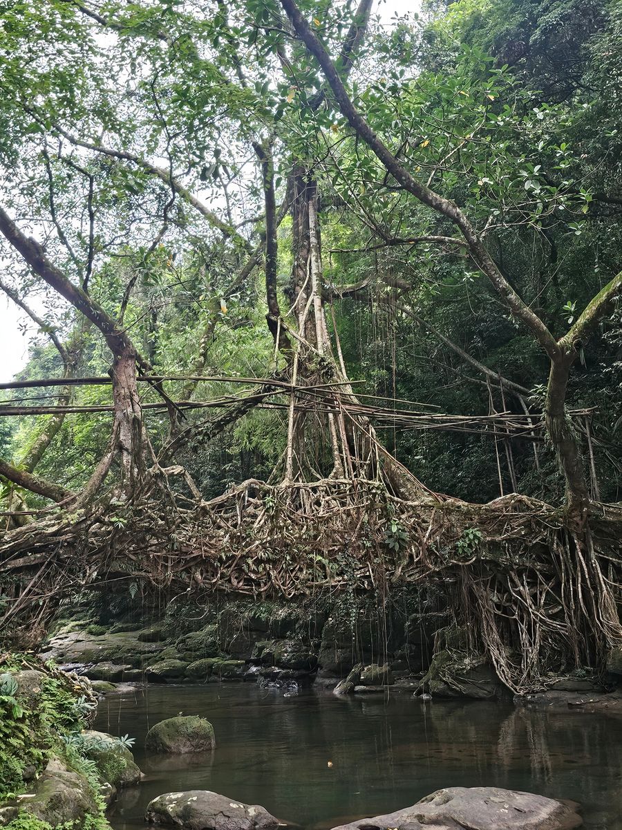 Double Decker Living Root Bridge photo 2