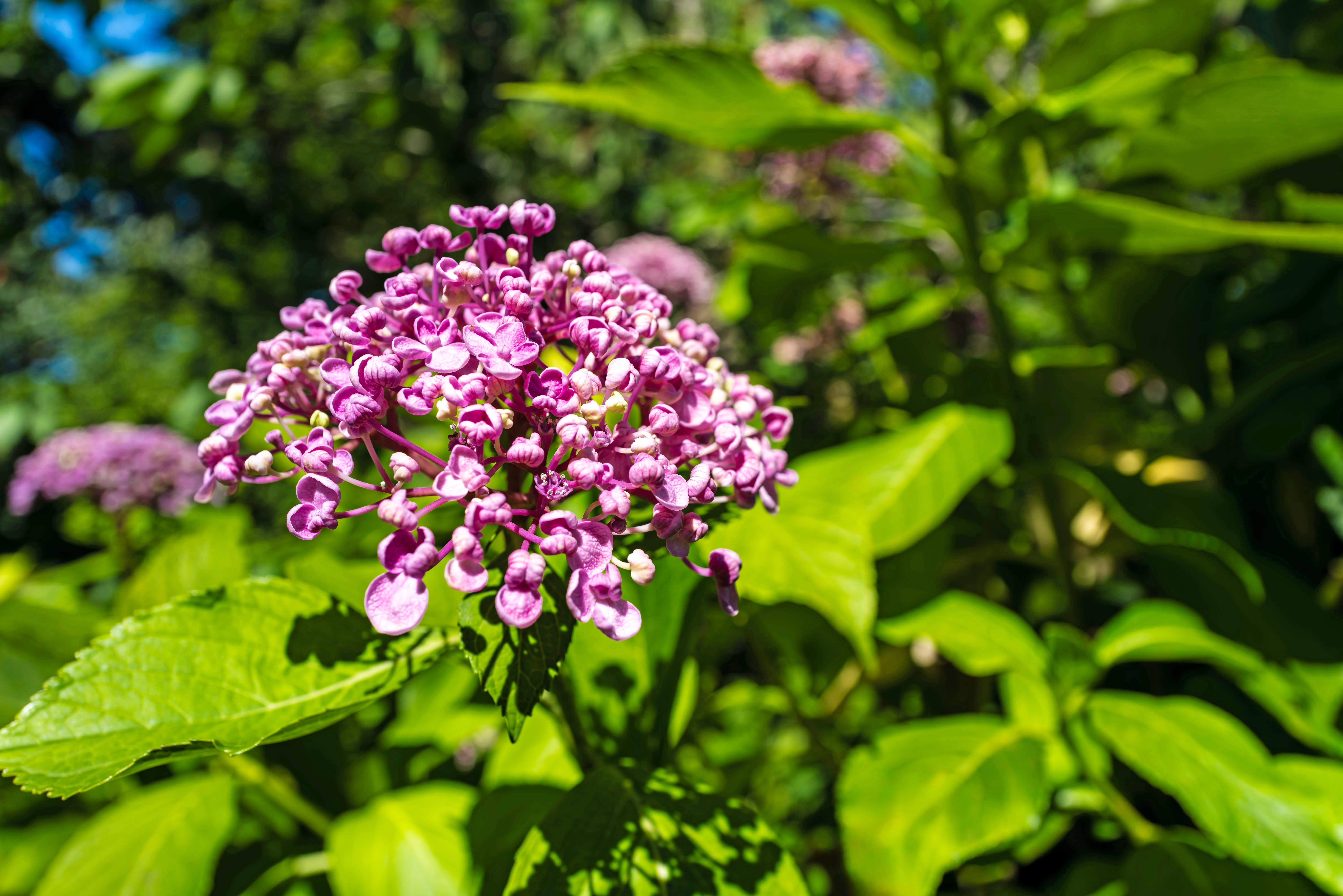 Vibrant Pink Hydrangea Bloom in Sunlit Garden · Free Stock Photo