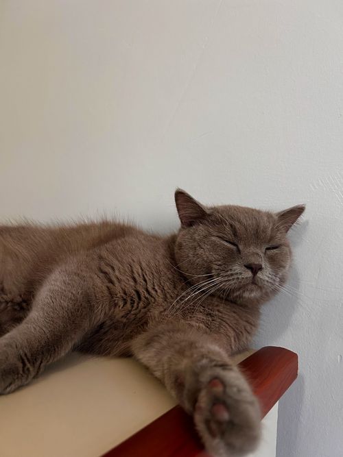 Free A serene British Shorthair cat resting on a wooden ledge indoors. Stock Photo