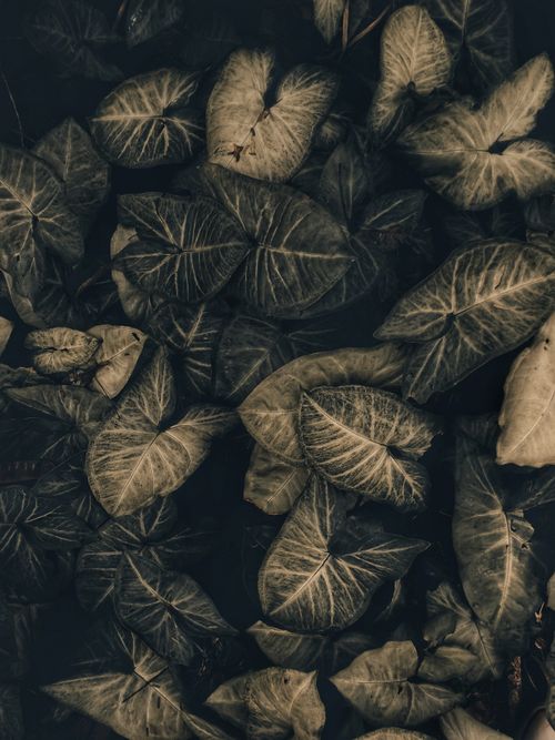 Overlapping leaf texture — photo by Lucas Elias on Pexels