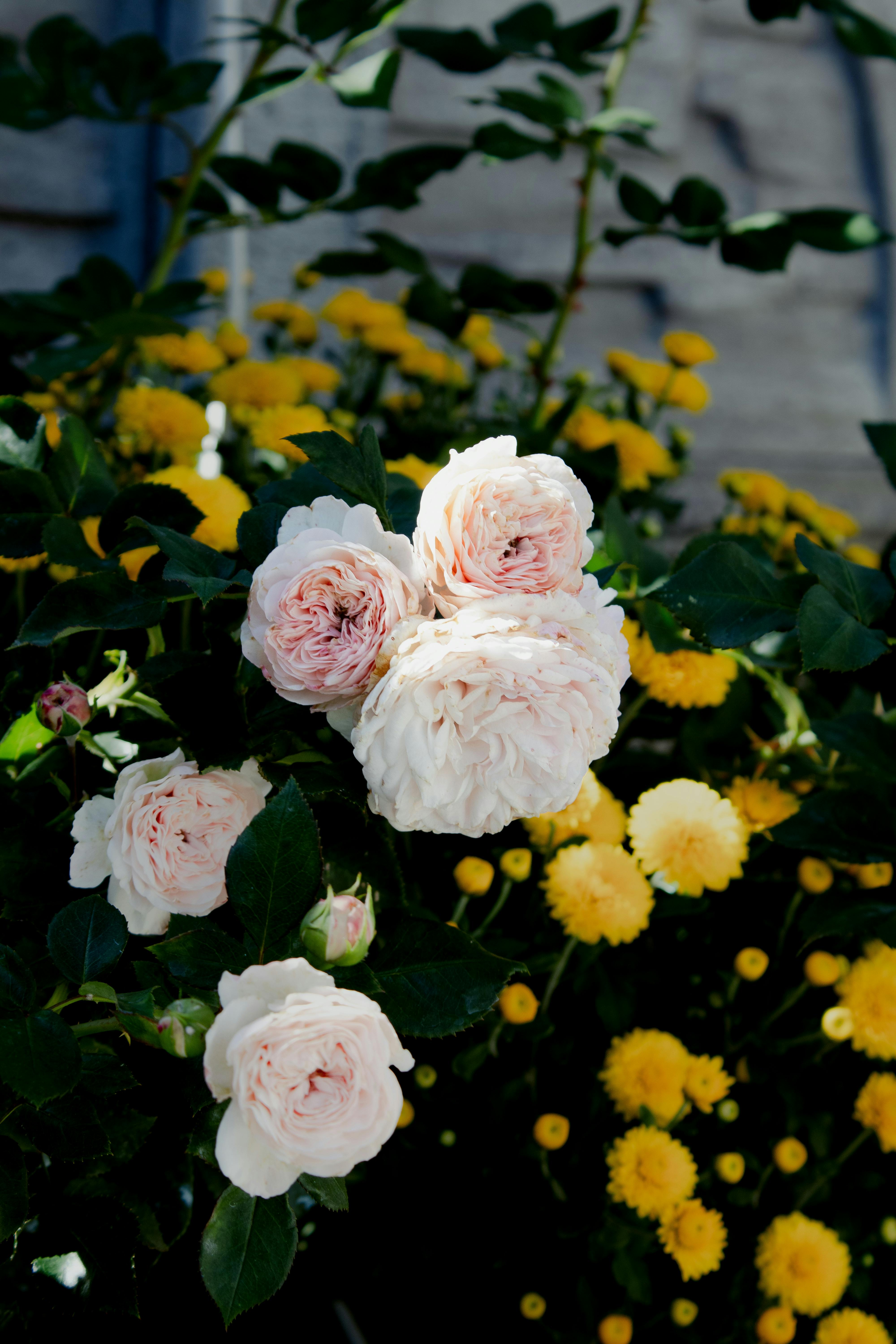 [ColoSach]-a-beautiful-arrangement-of-white-and-yellow-roses-in-a-sunny-outdoor-garden-setting.