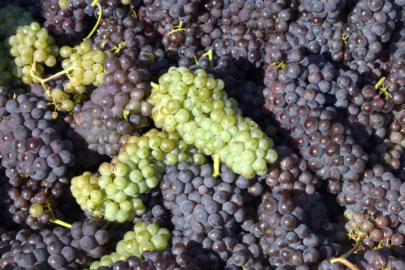 Freshly picked grapes in crates at harvest