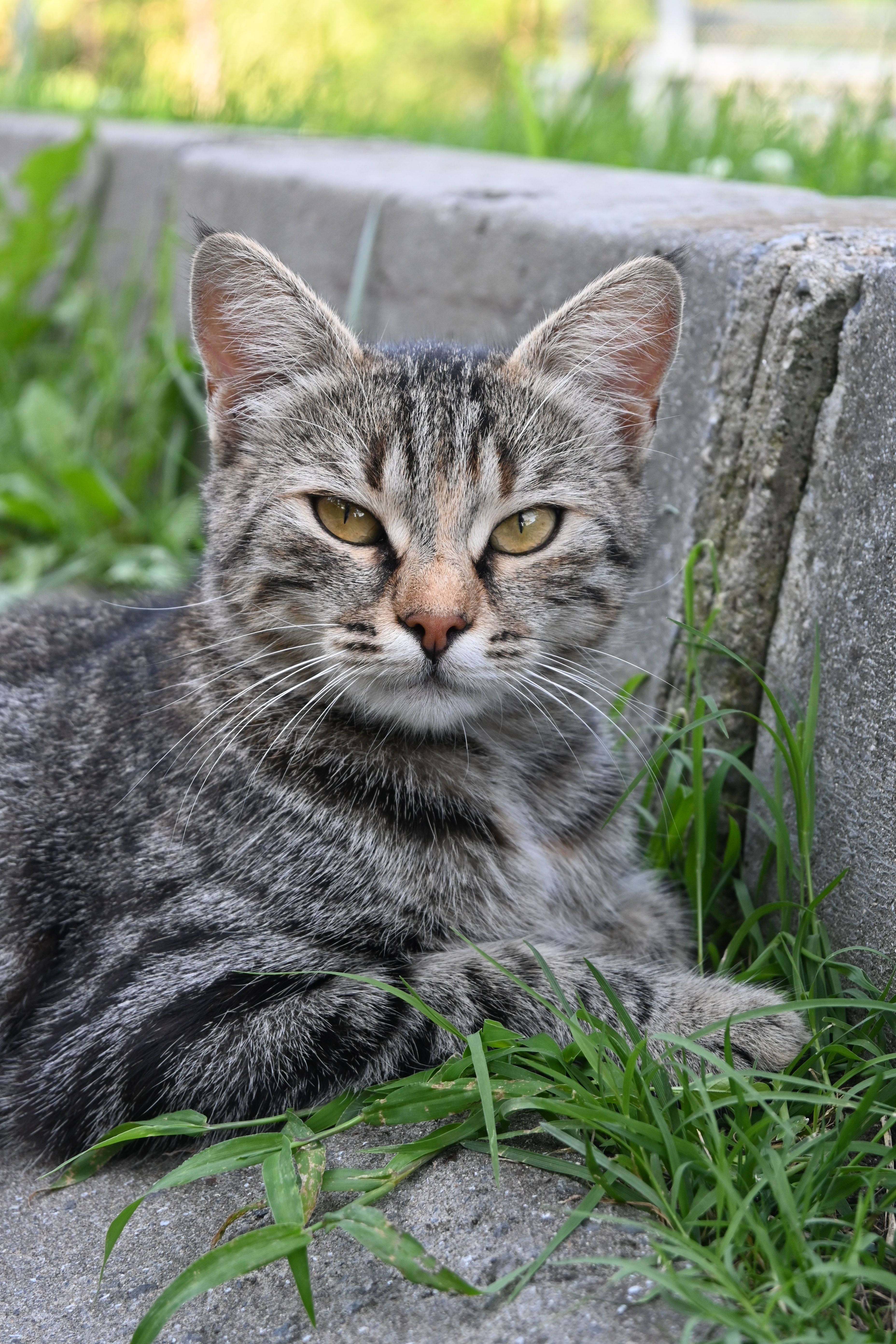 A relaxed tabby cat lying on grass next to a concrete slab.