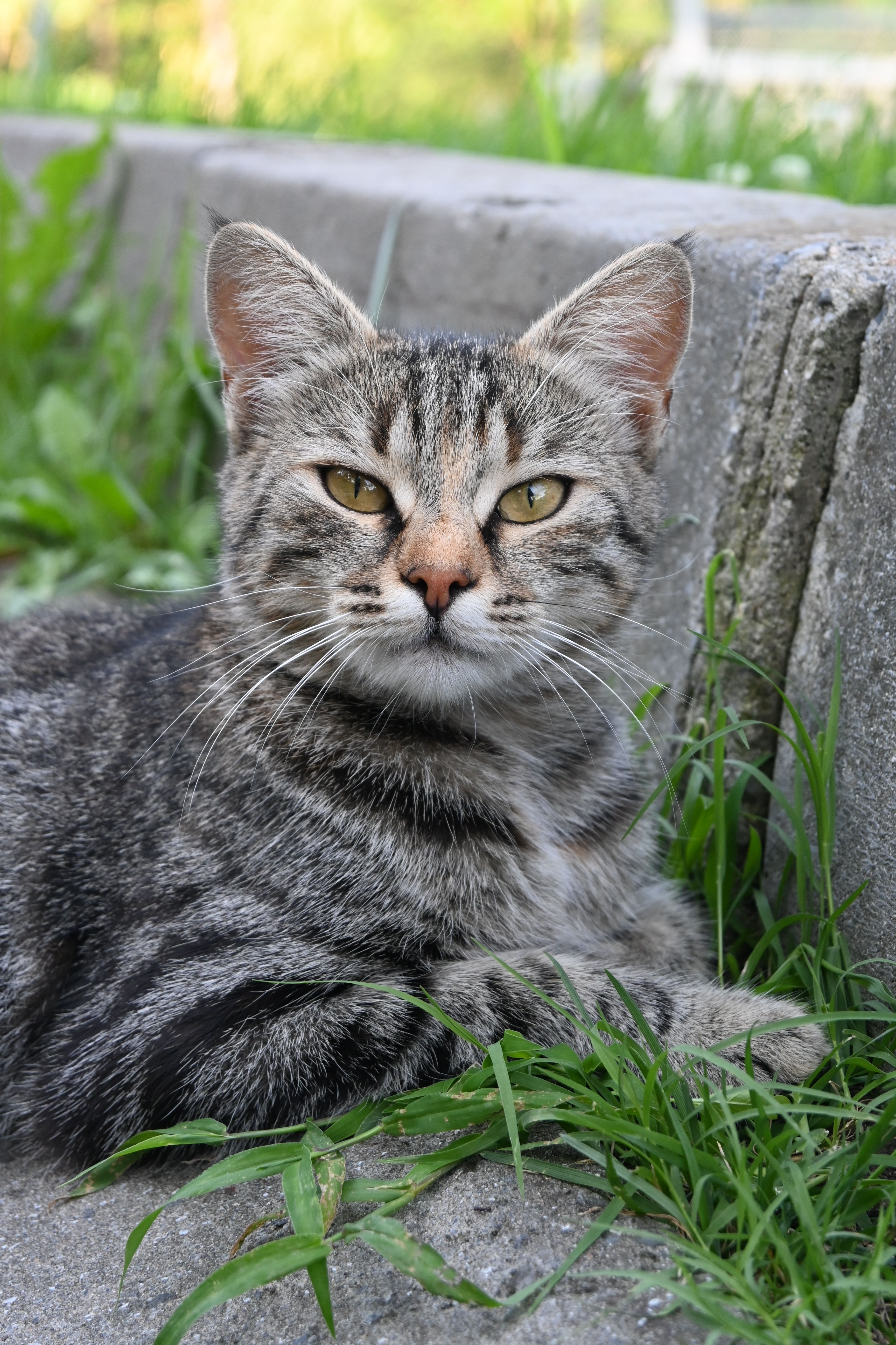 A serene tabby cat lounging on grass beside a concrete slab in daylight.