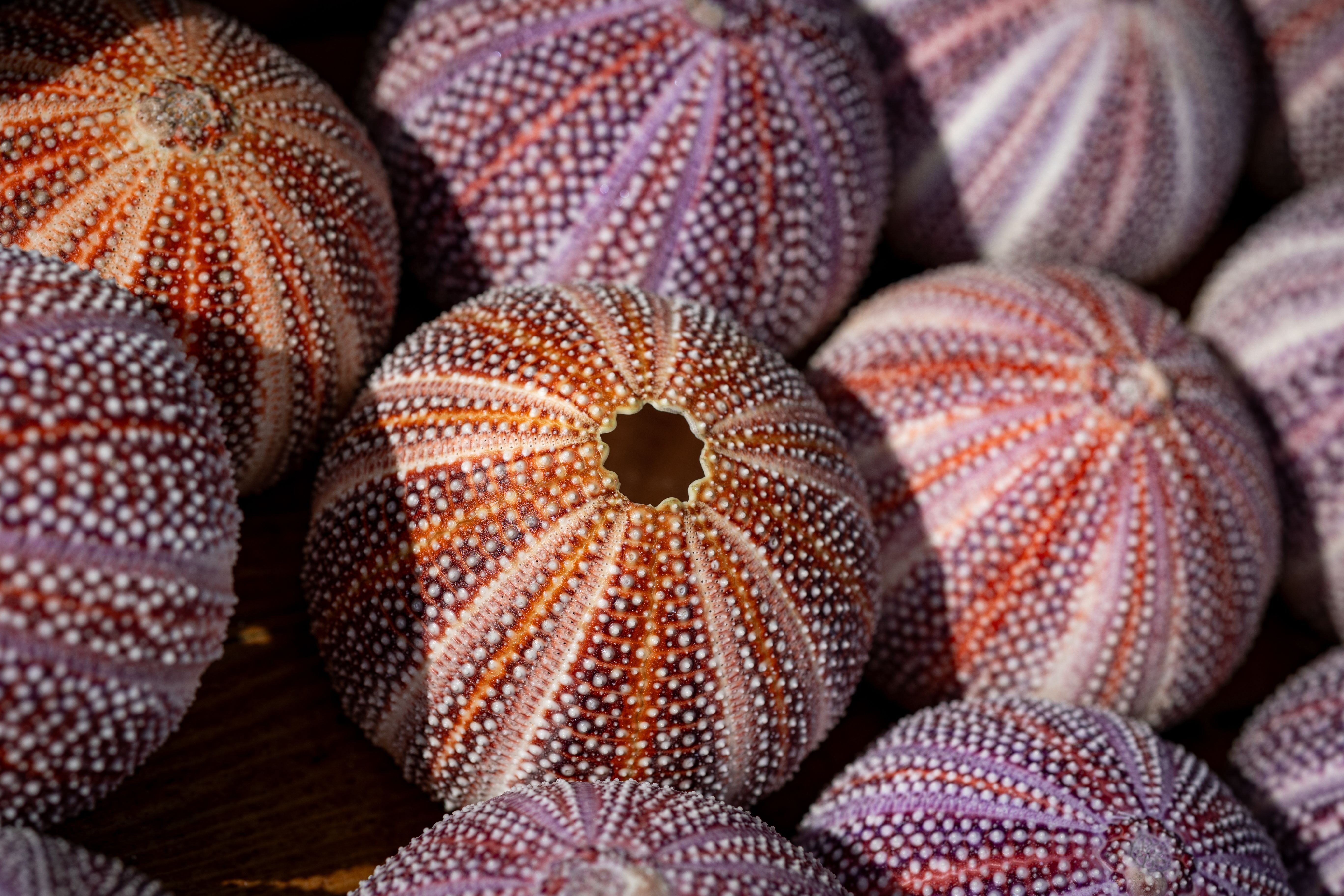 Aquatic invertebrates; sea urchins, prepared or preserved