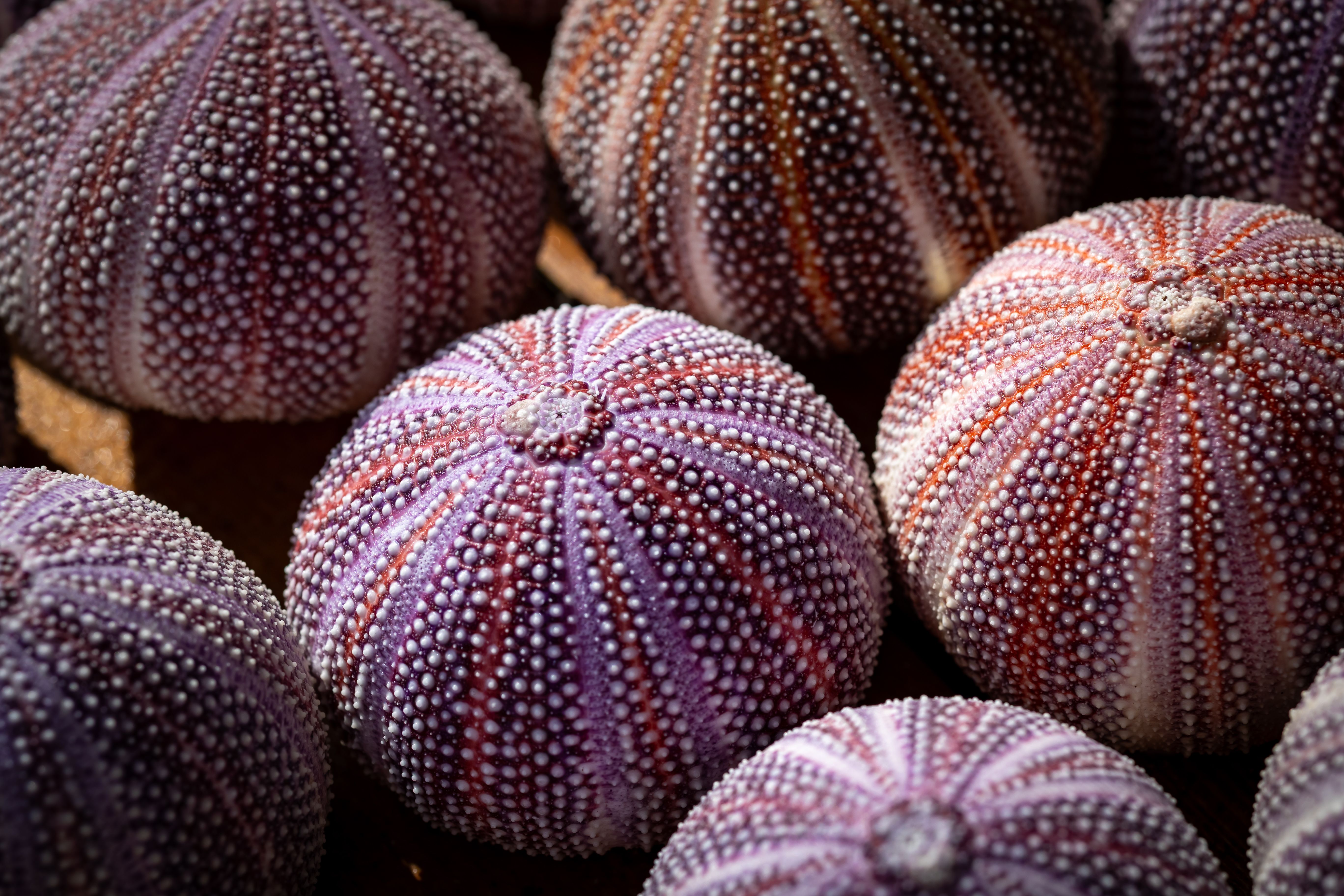 Close-up of Colorful Sea Urchin Shells on Sand · Free Stock Photo