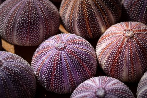 Free Vibrant sea urchin shells display unique patterns and textures under sunlight on the beach. Stock Photo