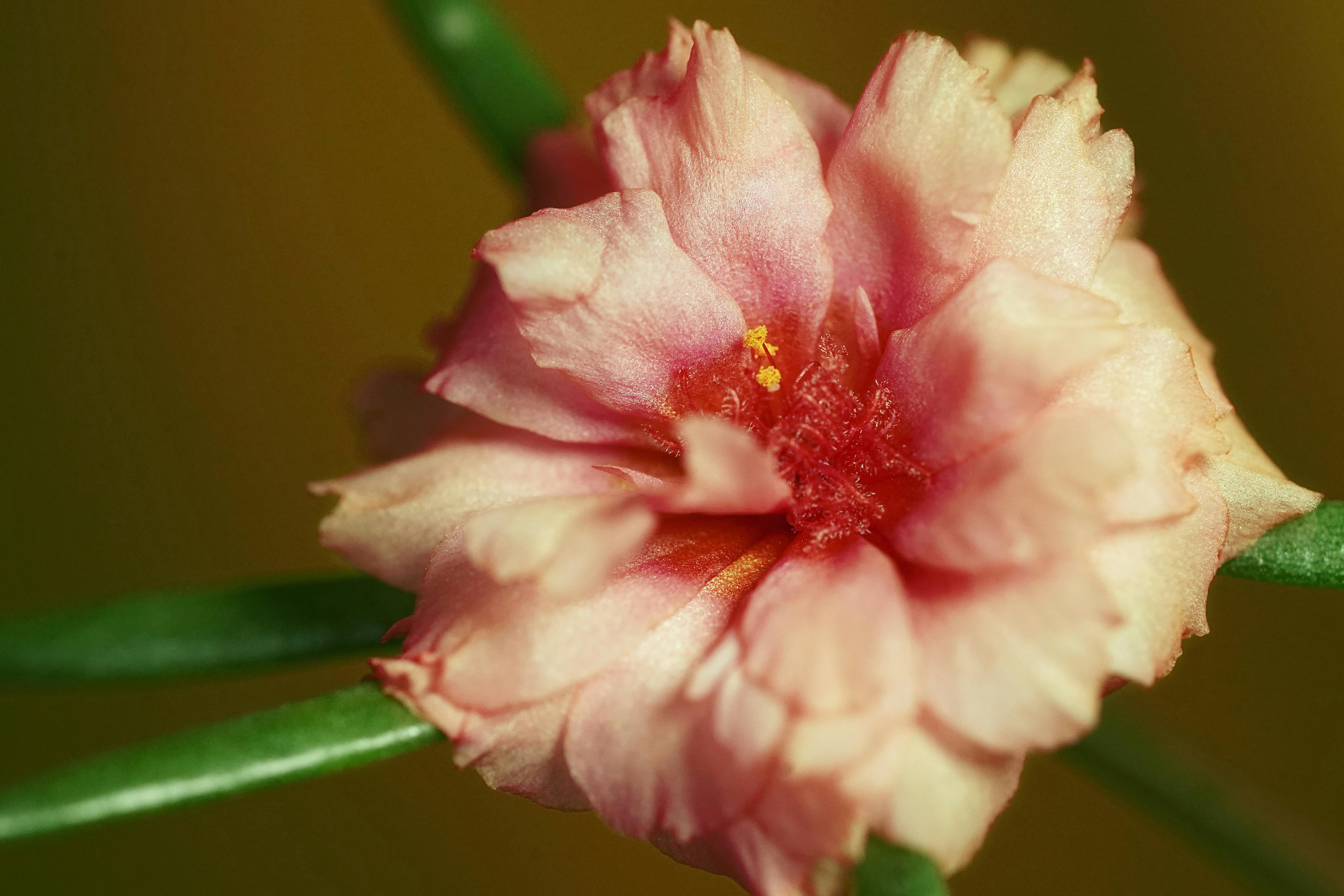 Macro shot of a pink Portulaca Grandiflora flower, highlighting its delicate petals and vibrant colors.