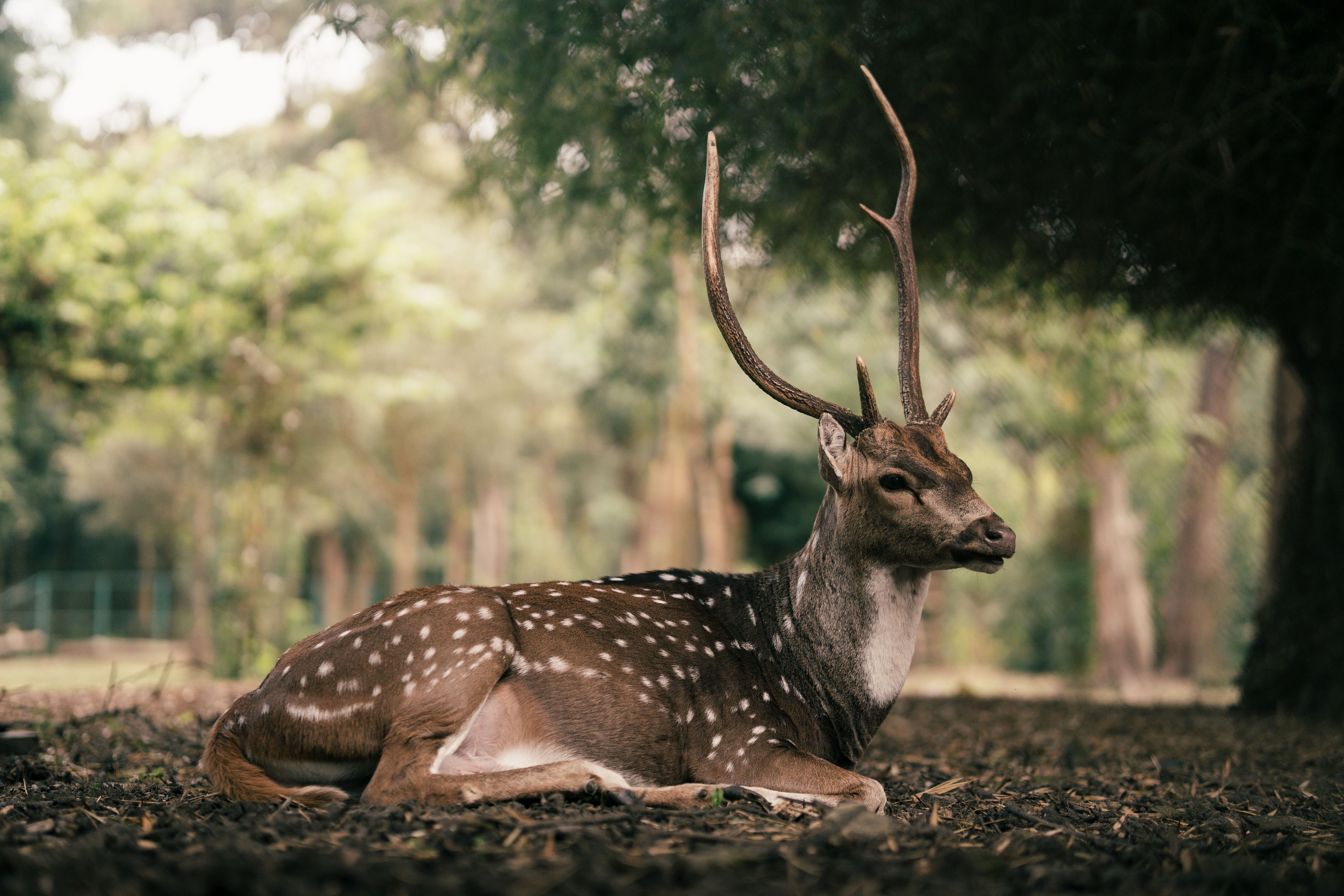 What is the deer predator in Florida? - The Institute for Environmental ...