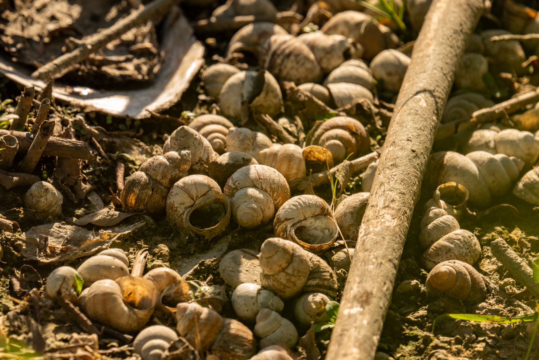Ed Ritches Shell What should I do with empty snail shells? - The Institute for ...