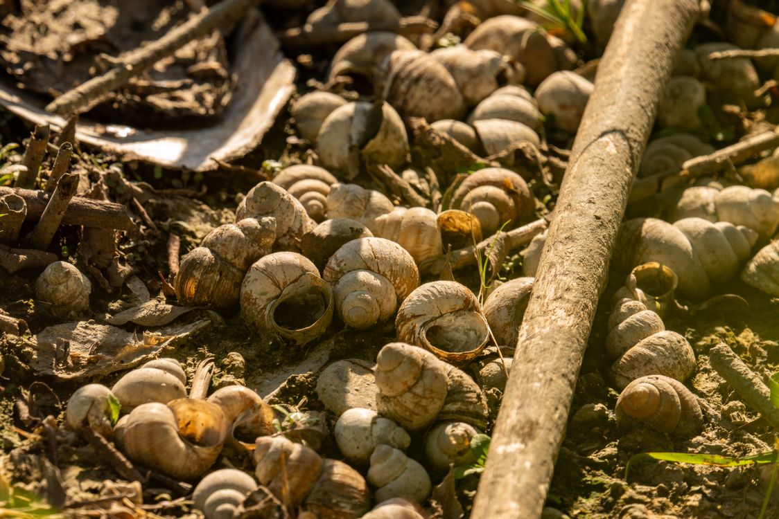 Snail Shell Ridge Close-up of Snail Shells on Forest Floor in Garešnica · Free Stock Photo