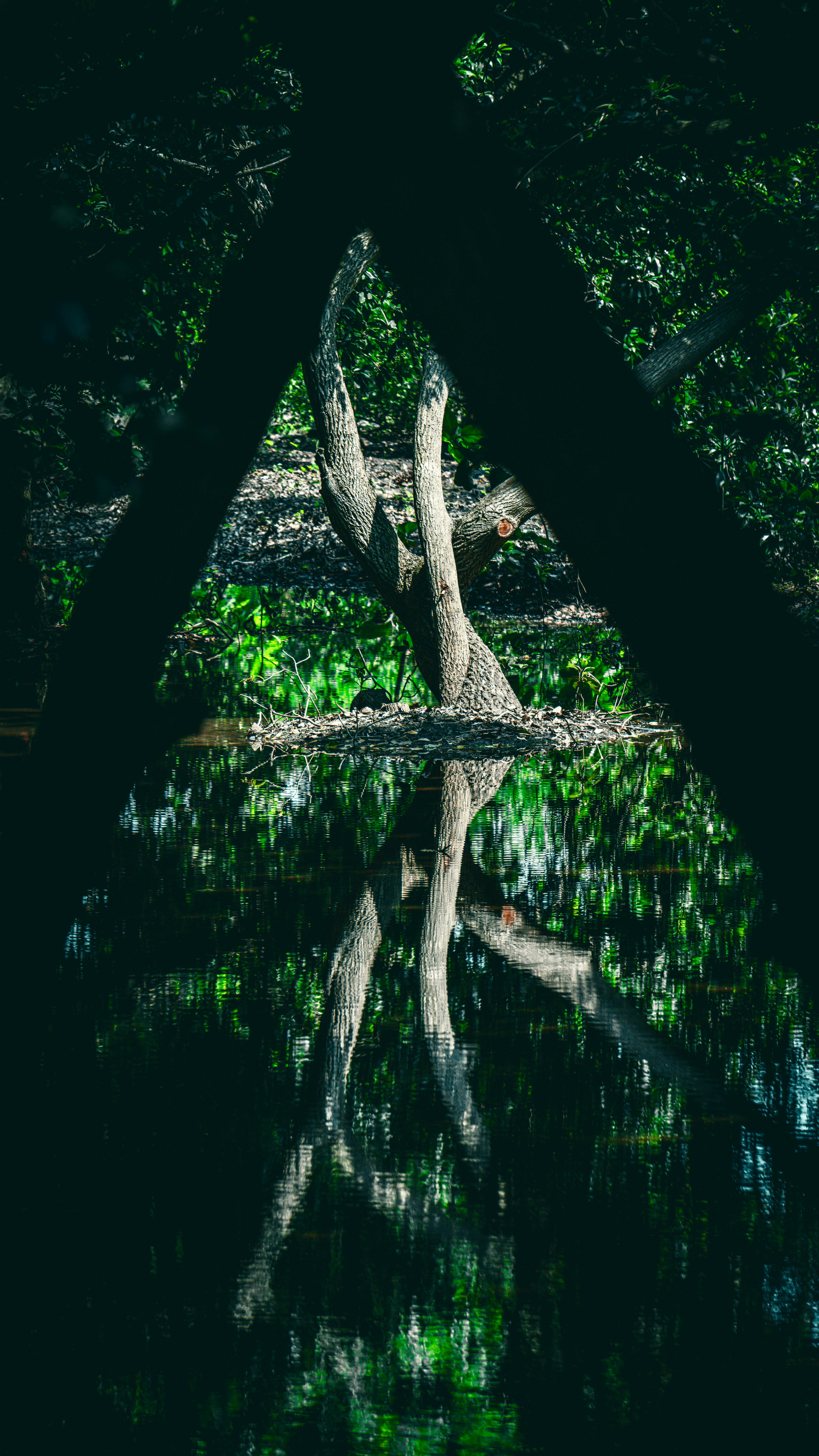 Serene forest scene with tree reflections on water, captured in Morampudi, Andhra Pradesh, India.