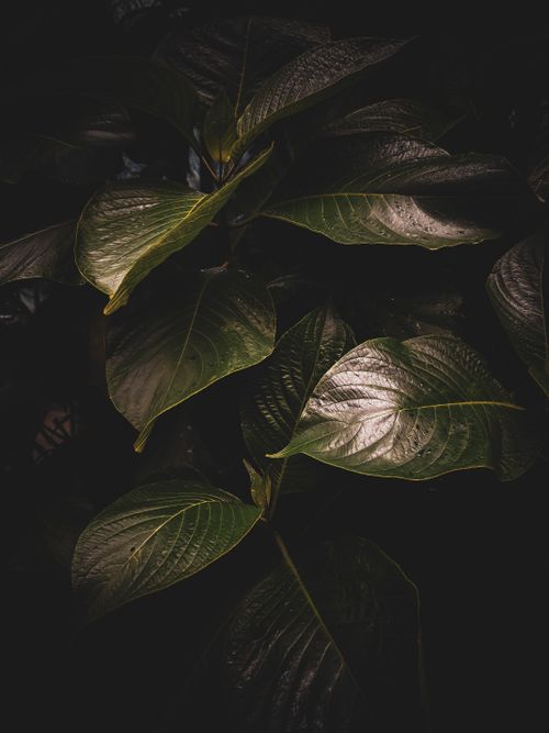 Free Dark, moody close-up of leaves with rich texture and shadows. Stock Photo