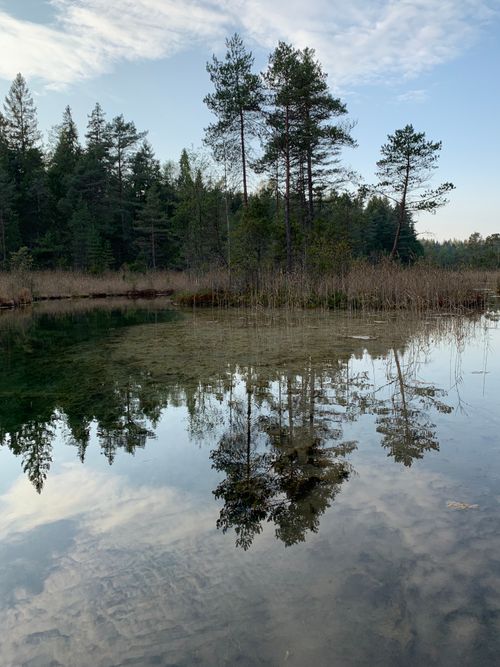 Free Tranquil forest lake scene with clear reflections of tall trees and blue sky. Stock Photo