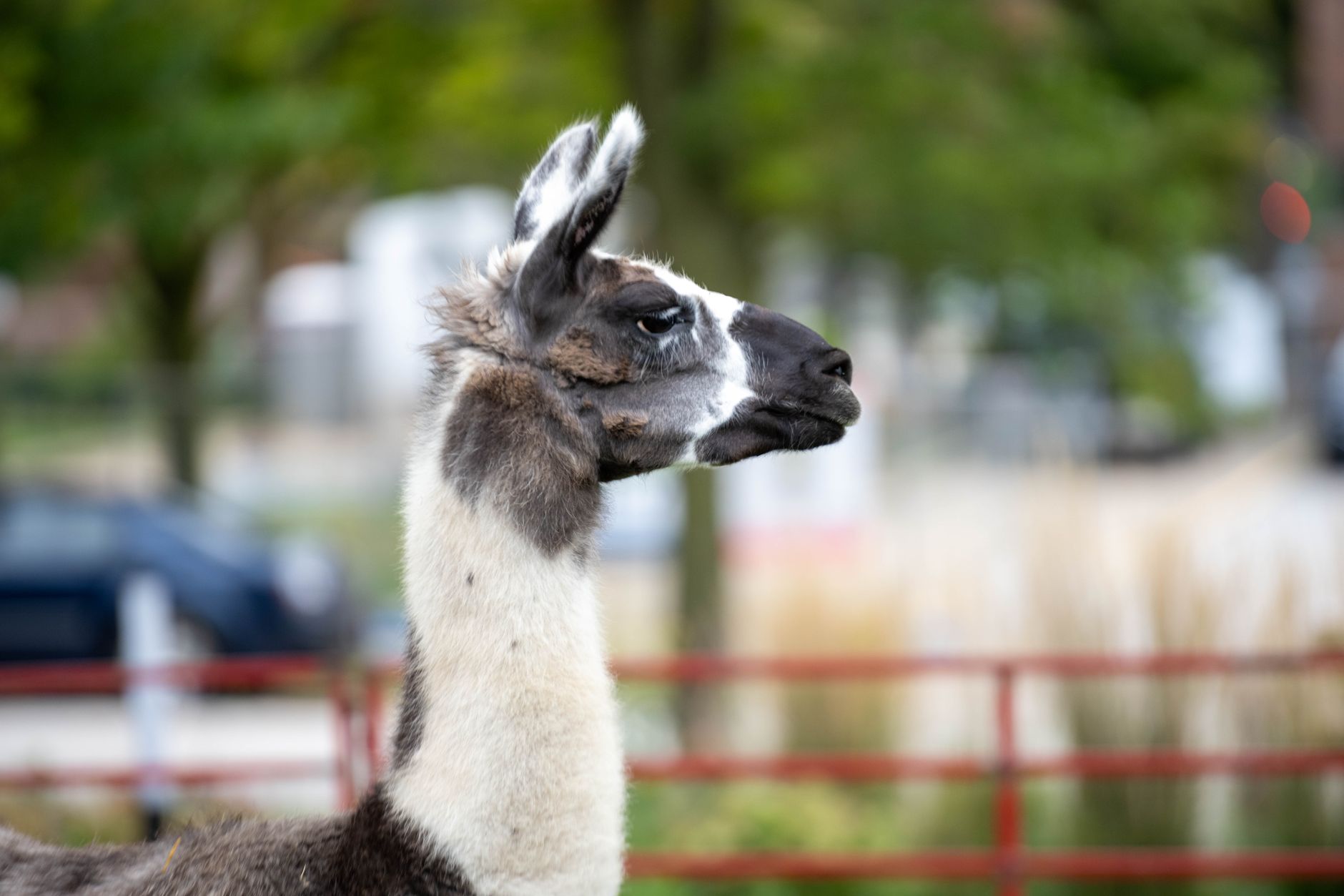 Run Llama 4 Locally in 2026: Free Guide to Ollama & LM Studio